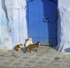 Cats on traditional old blue street with inside Medina of Chefchaouen, Morocco, Africa
