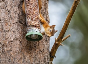 Red Squirrel on a peanut bird feeder