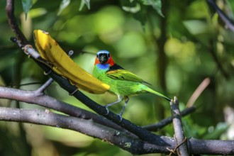 Close-up of a Red-necked tanager feeding on a banana, facing to camera, against defocused green