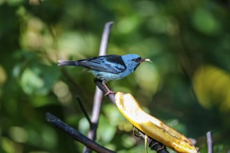 Blue Dacnis on a banana in sunlight against defocused green background, Folha Seca, Brazil, South