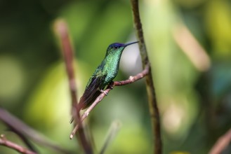 Violet-capped woodnymph perched on a branch against defocused background, Folha Seca, Brazil, South