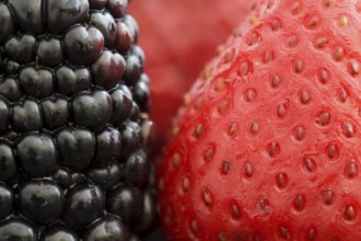 Strawberry and Blackberry Close up macro studio