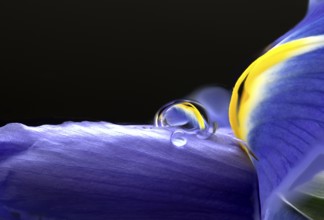 Iris Macro Dew Drops in Studio Natural Light