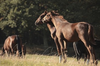 Foals in a meadow against the trees in the morning, Poland, Europe