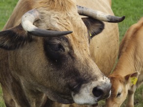 Close-up of a cow with horns and a calf in the background, Velen, North Rhine-Westphalia, Germany,