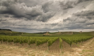 Vineyards in Tuscany under a dramatic cloudy sky