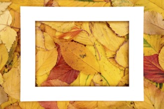 Big hollow thick horizontal frame lies in the center of yellow autumn leaves.