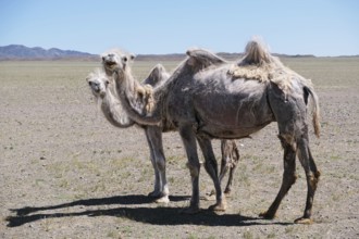 A camel graze in the stone desert of Western Mongolia