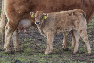 A calf stands close to a cow in a meadow. The calf is wearing yellow ear tags, weseke, münsterland,