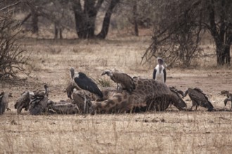 Vultures eat corpse of dead giraffe