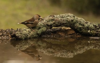 Coccothraustes coccothraustes, spain