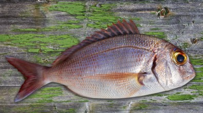 Snapper fish catch fresh red pink color Lutjanus Campechanus