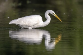 GREAT EGRET ARDEA ALBA