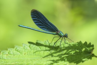 Blue-winged damselfly (Calopteryx virgo), male, ?, sunbathing on nettle leaf, Dillendorf,