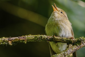 A songbird (chiffchaff) sits on a branch and sings, Bogen, Lower Bavaria