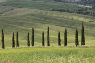 Val d'orcia, rolling hills with cypress trees, landscape, tuscany, italy