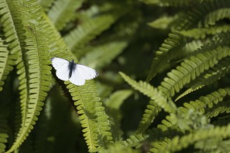 Small White, Pieris rapae, resting on a fern in the spring sunshine in Scotland