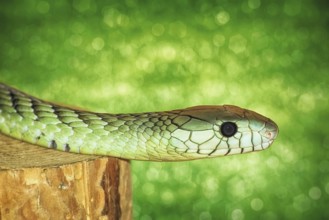 Green Snake on the Stump Varna, Bulgaria, Europe