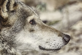 Close up Portrait of the Grey Wolf Varna, Bulgaria, Europe