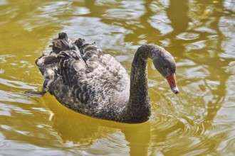 Black Swan Swims on the Pond Varna, Bulgaria, Europe