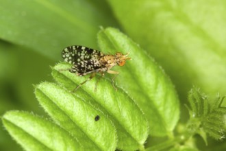 Oxyna flavipennis, Fruit Fly