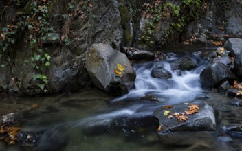 Water stream in the forest with yellow maple leaves on rocks in Autumn at Troodos mountains in