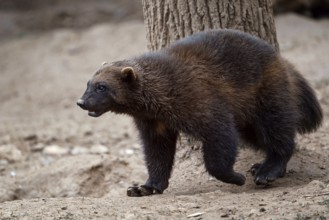 Siberian wolverine Gulo Gulo in nature