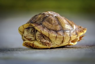 A baby turtle peeks out of its shell