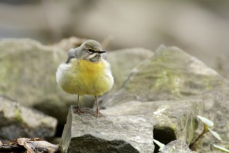 Grey wagtail on a stone. Grey Wagtail on a stone