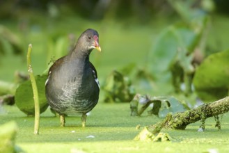 Common Moorhen in a pond full with duckweed. Common Moorhen in a pond full with Duckweed