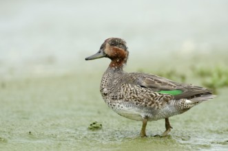 Teal (Anas crecca)