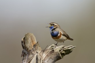 Singing Bluethroat