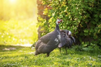 Guinea fowl grazing on green backyard grass