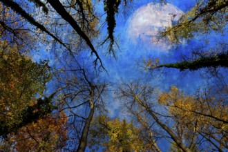 View from the forest upwards into the blue sky, colourful autumn leaves and the planet Mercury,