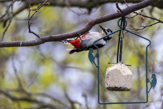 Feeding birds