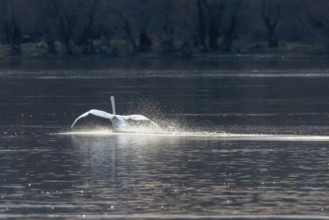 Swan landing on water