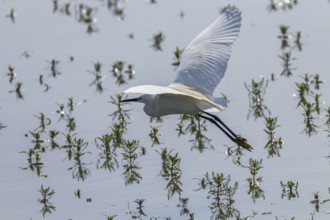 Little Egret in Flight (Egretta garzetta) Small White Heron