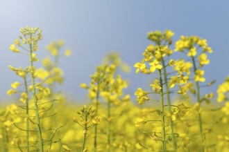 Rapeseed Flowers in rapeseed field. Blooming canola flowers