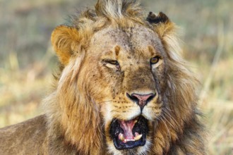Portrait of a male lion that roars