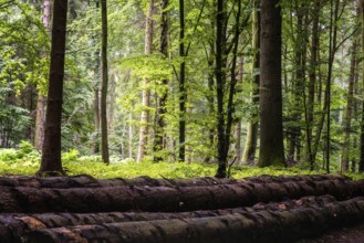 Woodland area of Granitz with European beech, Fagus sylvatica, and sessile oak, Quercus petraea, in