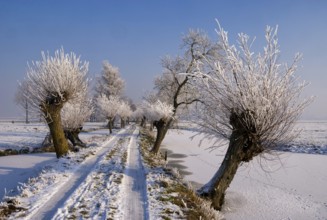 Riped willows along the Tiendweg road near Hardinxveld-Giessendam