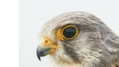 Common Kestrel Portrait Close Up (Falco tinnunculus) European kestrel