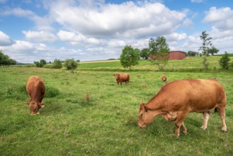 Rural scenery with a herd of brown cows, of the German Limpurger cattle breed, grazing on a green