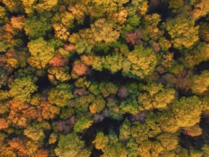 Colorful forest from above, autumn colors leaves on trees in the park