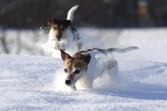 Two Jack Russell terriers, male dogs in deep snow