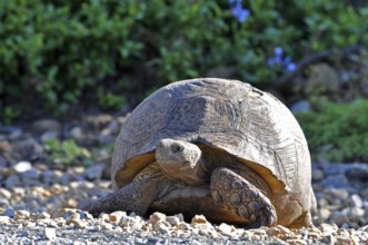 A Leopard Tortoise, in the Addo Elephant National Park, South Africa, Africa