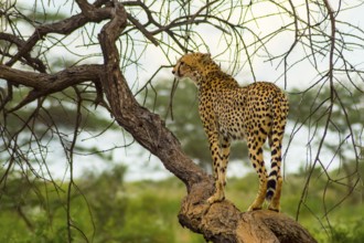 Cheetah perched on a dead tree in Samburu Park in central Kenya