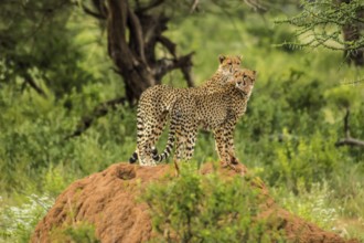 Two cheetahs perched on a termite mound in the savannah of Samburu Park in central Kenya in East