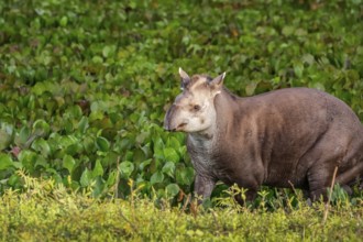Close-up of a Tapir walking along a lagoon with water plants at dusk light, Pantanal Wetlands, Mato