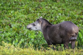 Close-up of a Tapir walking along a lagoon with water plants at dusk light, Pantanal Wetlands, Mato